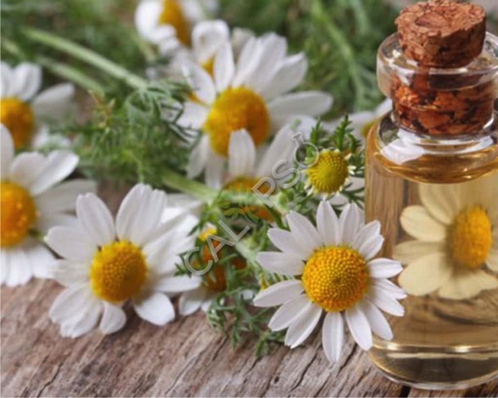 Chamomile Natural Essential Oil